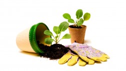 Handschuhe, Topf, Pflanze und Erde