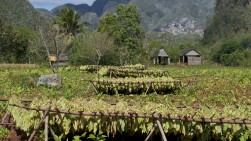 tobacco's dry field in Cuba
