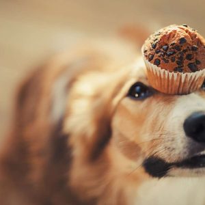 Hund mit Muffin auf der Nase widersteht Zuckerverlangen