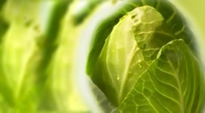Der-Spitzkohl Frischer Spitzkohl