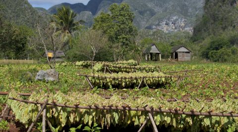 Tabak Anbau in Cuba