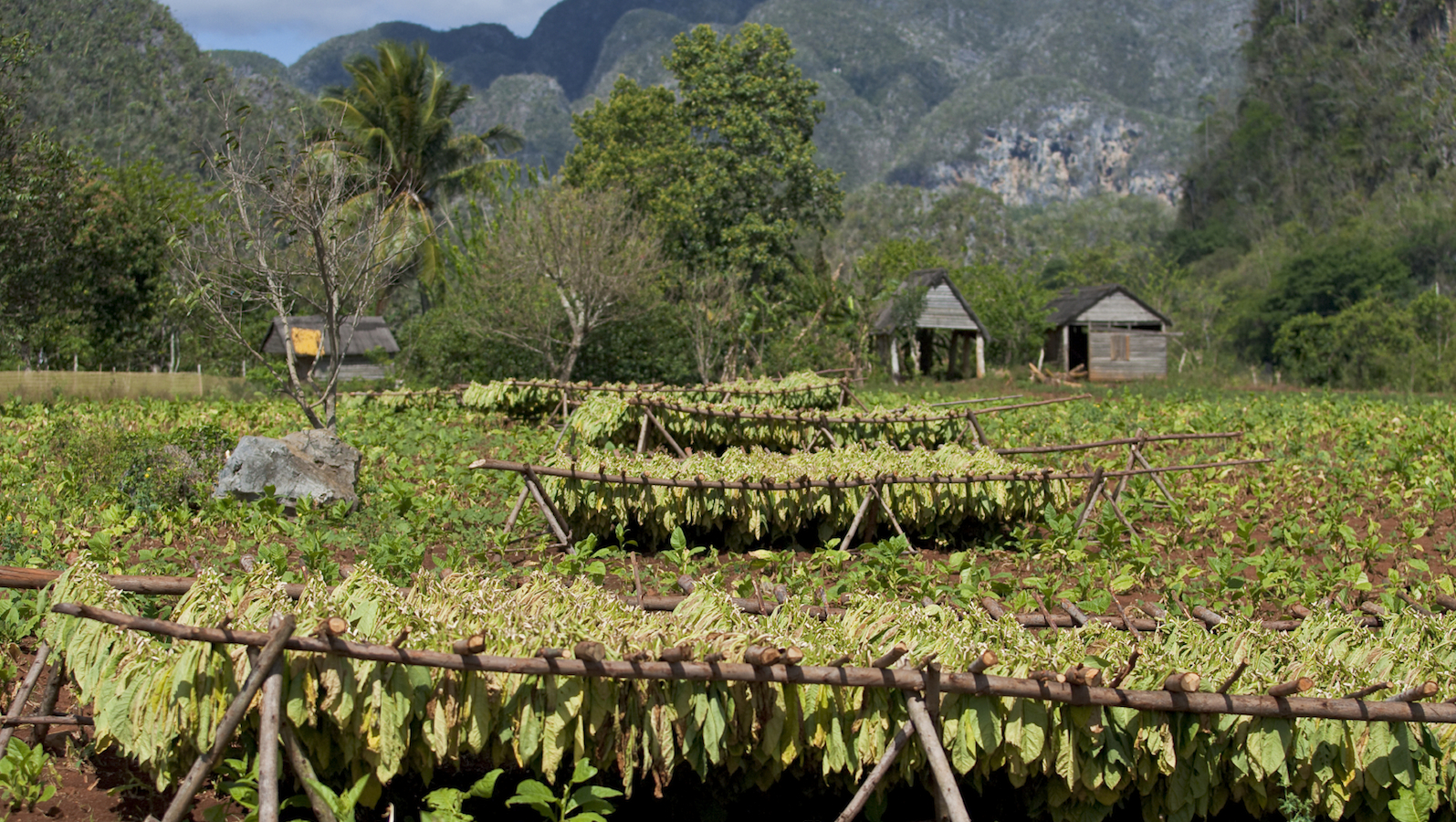 Bio Tabak Und Fair Trade Zigaretten Evidero