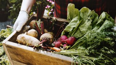 Urlaub gegen Arbeit: Wwoofing