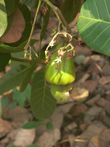 Cashew-Nuss in Ghana Cashew-Nuss in Ghana