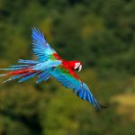 BRA, 2007: Dunkelroter Ara, Gruenfluegelara (Ara chloroptera), fliegend. [en] Green-winged Macaw (Ara chloroptera) in flight.