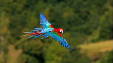 BRA, 2007: Dunkelroter Ara, Gruenfluegelara (Ara chloroptera), fliegend. [en] Green-winged Macaw (Ara chloroptera) in flight.