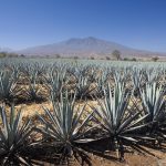 Agave plantation. Tequila. Jalisco. Mexico.