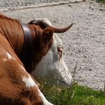 Kleines Mädchen und Almkuh