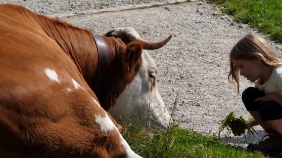 Kleines Mädchen und Almkuh