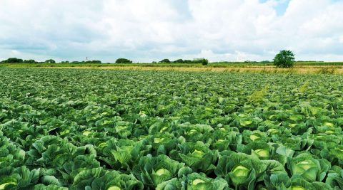 Kohl ist gut für die Gesundheit