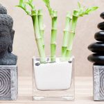 Feng Shui