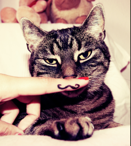Das ist Tinka. Eine von insgesamt drei Katzen in Miss Peppermint´s Leben Das ist Tinka. Eine von insgesamt drei Katzen in Miss Peppermint´s Leben