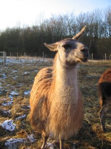 Lama Caruso kann schön summen Lama Caruso kann schön summen