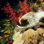 Nachts eröffnet sich unter Wasser eine neue Welt