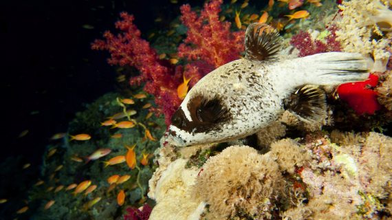 Nachts eröffnet sich unter Wasser eine neue Welt