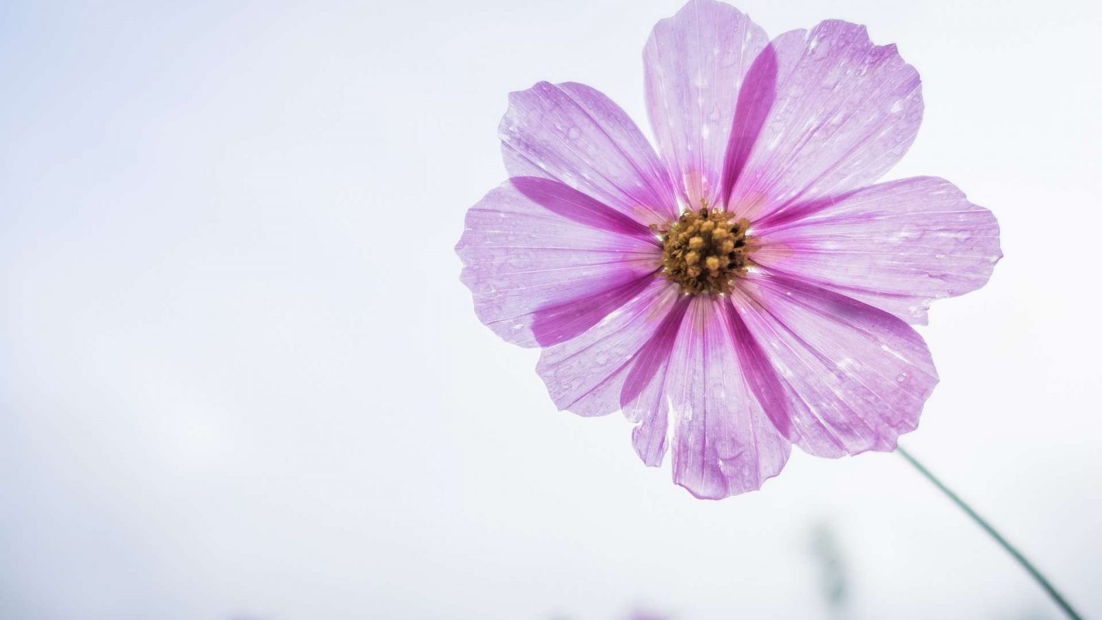 Hintergrundbild Blume