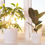 Zimmerpflanzen sind gesund