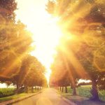 Baum Allee im Sonnenlicht