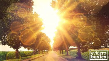 Baum Allee im Sonnenlicht