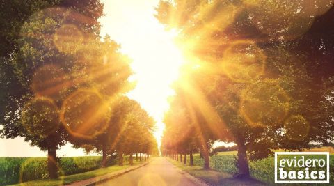 Baum Allee im Sonnenlicht