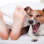 Den inneren Schweinehund besiegen