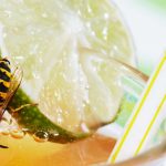 Mittel gegen Wespen