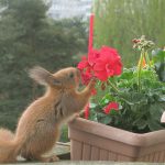 Tiere in der Stadt