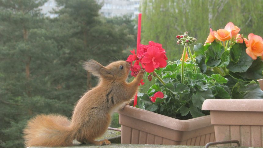 Tiere in der Stadt