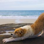 Yoga für Hunde