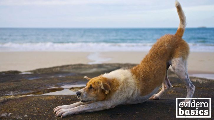 Yoga für Hunde