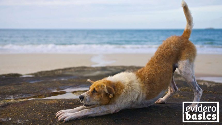 Yoga für Hunde