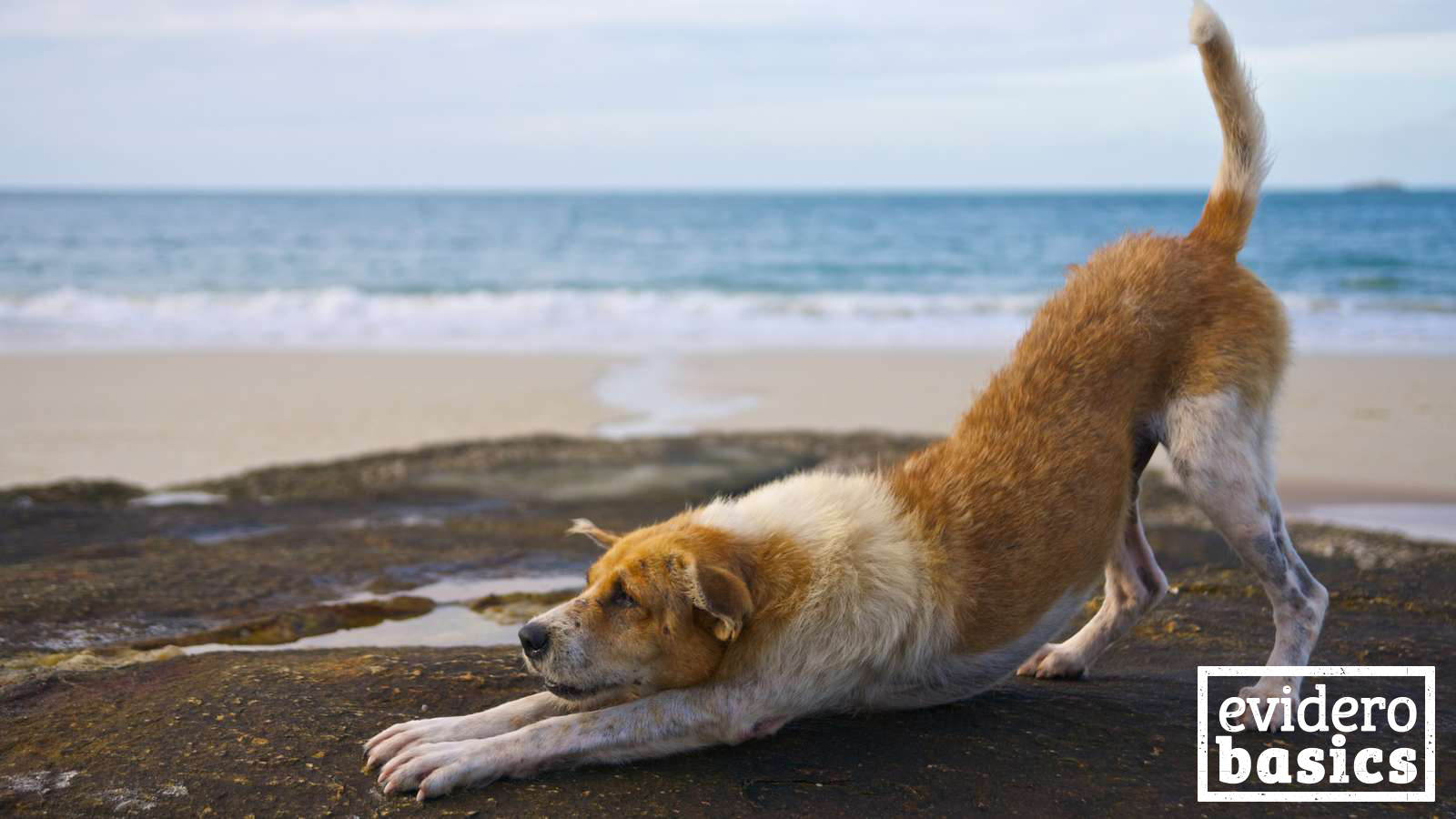 Hundeyoga Doga: für Zwei- und Vierbeiner | evidero