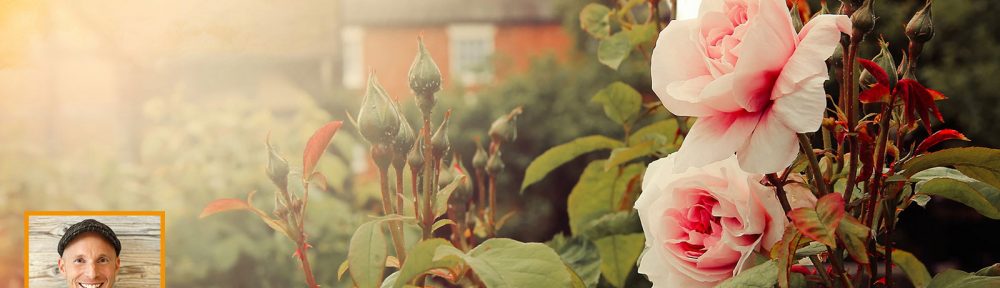 Ein Rosengarten macht glücklich