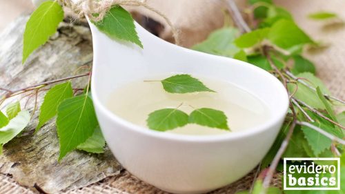 So unterstützt Birkensaft die Gesundheit evidero