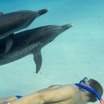 Mit Delphinen schwimmen