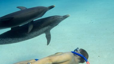 Mit Delphinen schwimmen