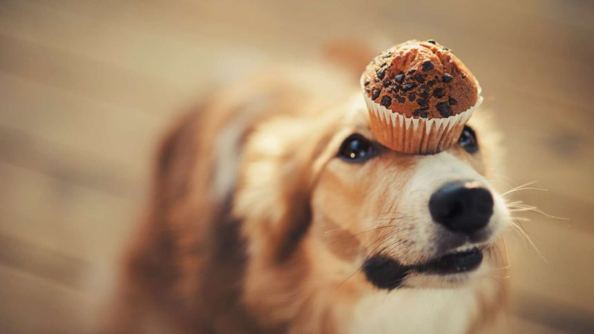 Hund mit Muffin auf der Nase widersteht Zuckerverlangen