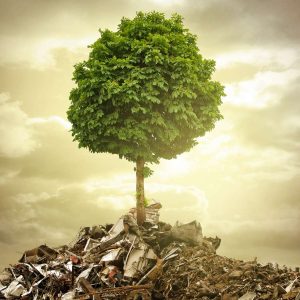 Ein Baum wächst auf einem Müllberg - Wir sollten nachhaltiger leben