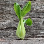 Blätterkohl - Pak Choi - Senfkohl