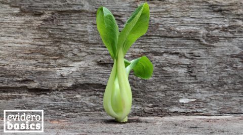 Blätterkohl - Pak Choi - Senfkohl