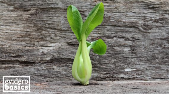 Blätterkohl - Pak Choi - Senfkohl