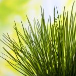Schnittlauch ist ein gesundes Küchenkraut
