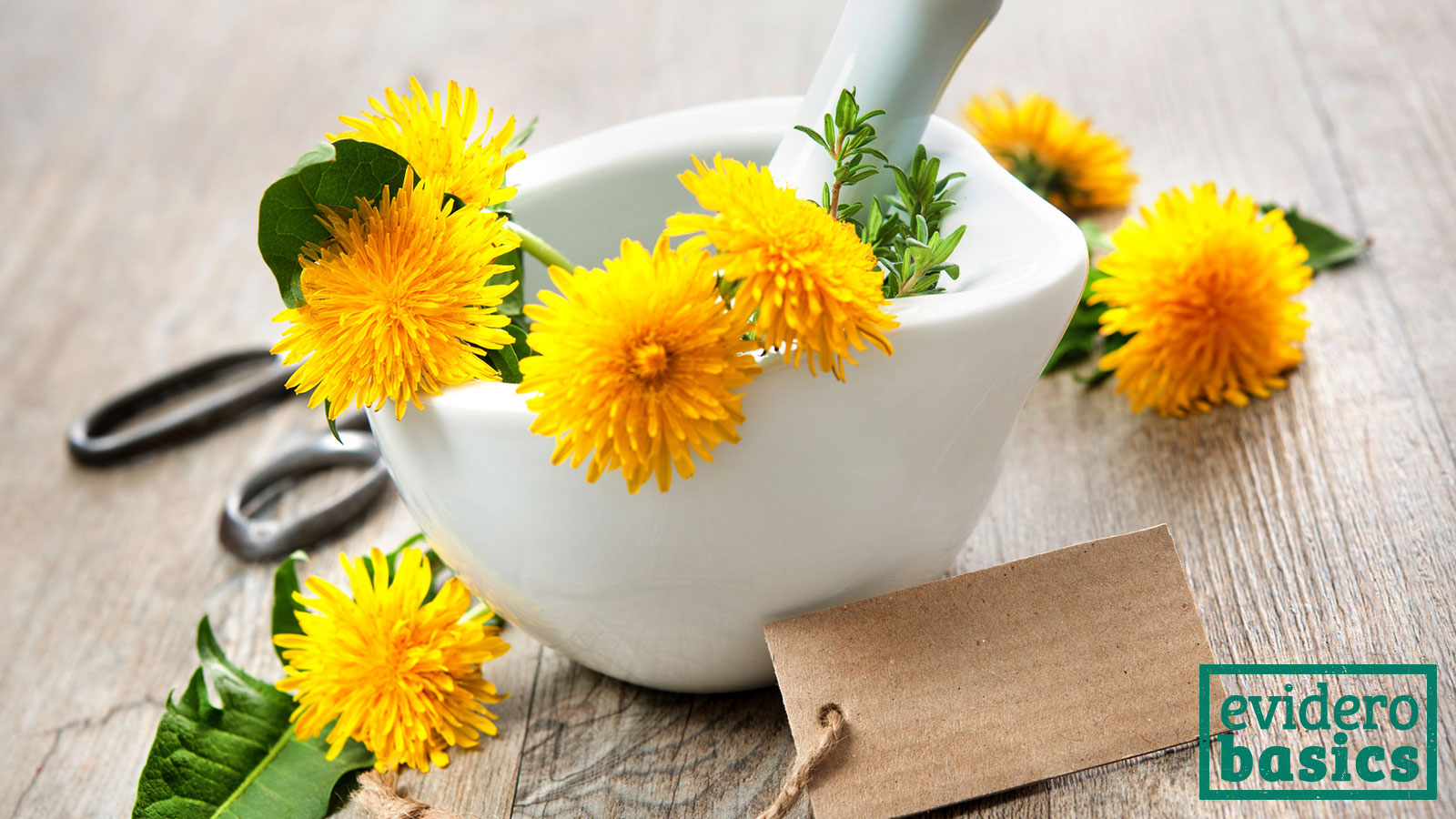 Rezepte für Löwenzahn Tee und Tinkturen für die Haut | evidero