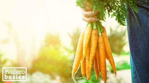 Möhren und Karotten - Gesundes Gemüse