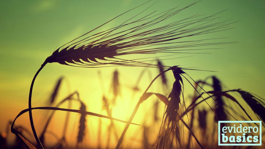 Gerste als Getreide oder Gerstengrassaft