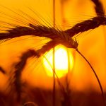 Roggen ist gesundes Getreide für Vollkornbrot