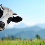 Schädliche Milch: So wirkt Milch auf die Gesundheit