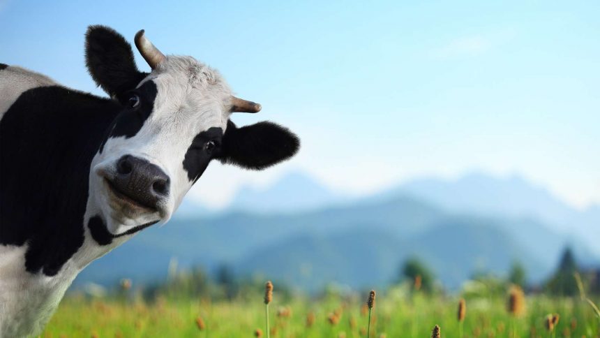 Schädliche Milch: So wirkt Milch auf die Gesundheit