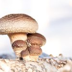 Vitalpilz Shiitake