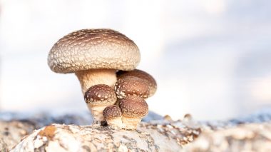 Vitalpilz Shiitake